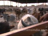 Herd of cows in a Dairy Farm in Rajasthan