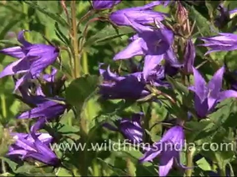 Jacob's ladder, Valley of flowers in uttarakhand