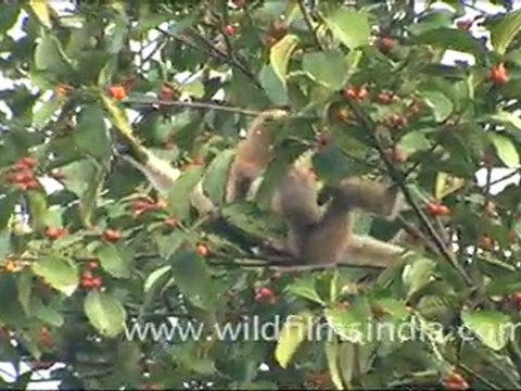 Hoolock Gibbon Playing with Tree Leaves