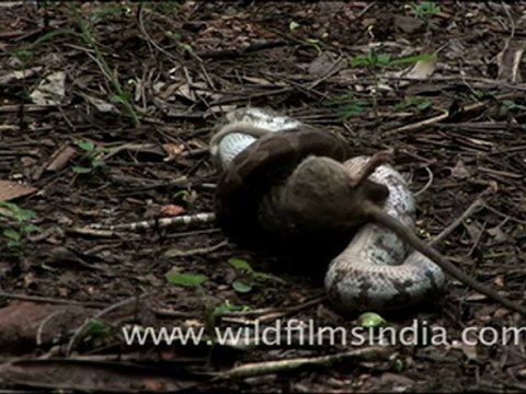 Python molurus eating a rat in Madhya Pradesh, India
