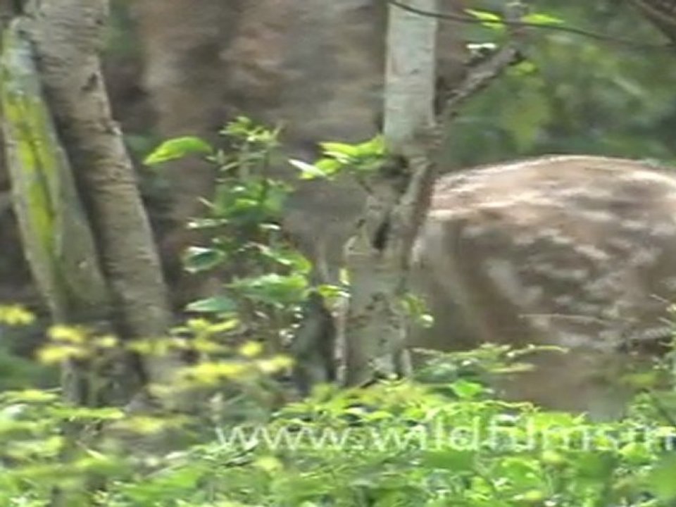 Corbett National Park