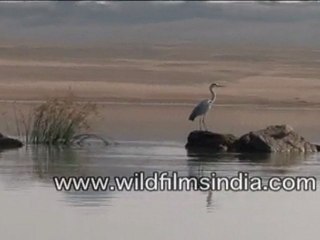 Birds in National Chambal Sanctuary