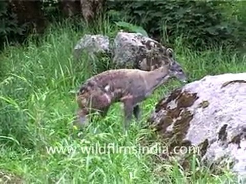Musk Deer of the Himalaya