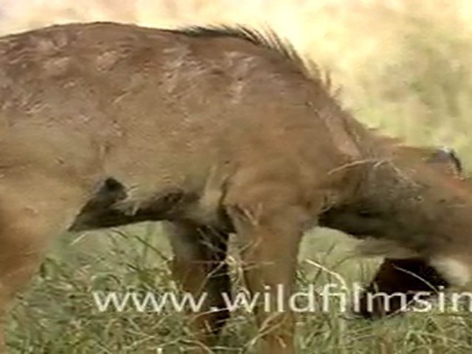 Nilgai males playfully sparring