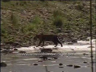 Tiger Crossing a River