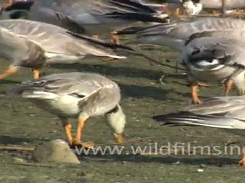 Bar-headed Geese feeding at Tehla Jheel