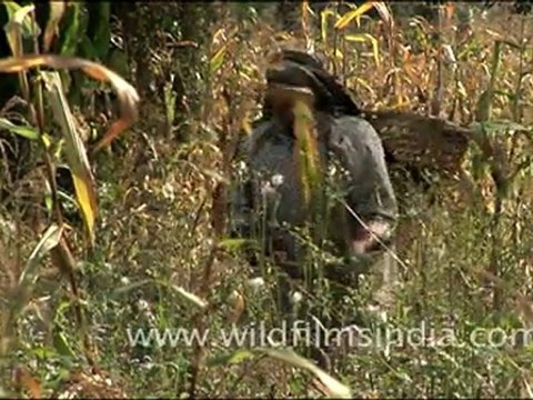 Man harvesting crops from field in Dello village