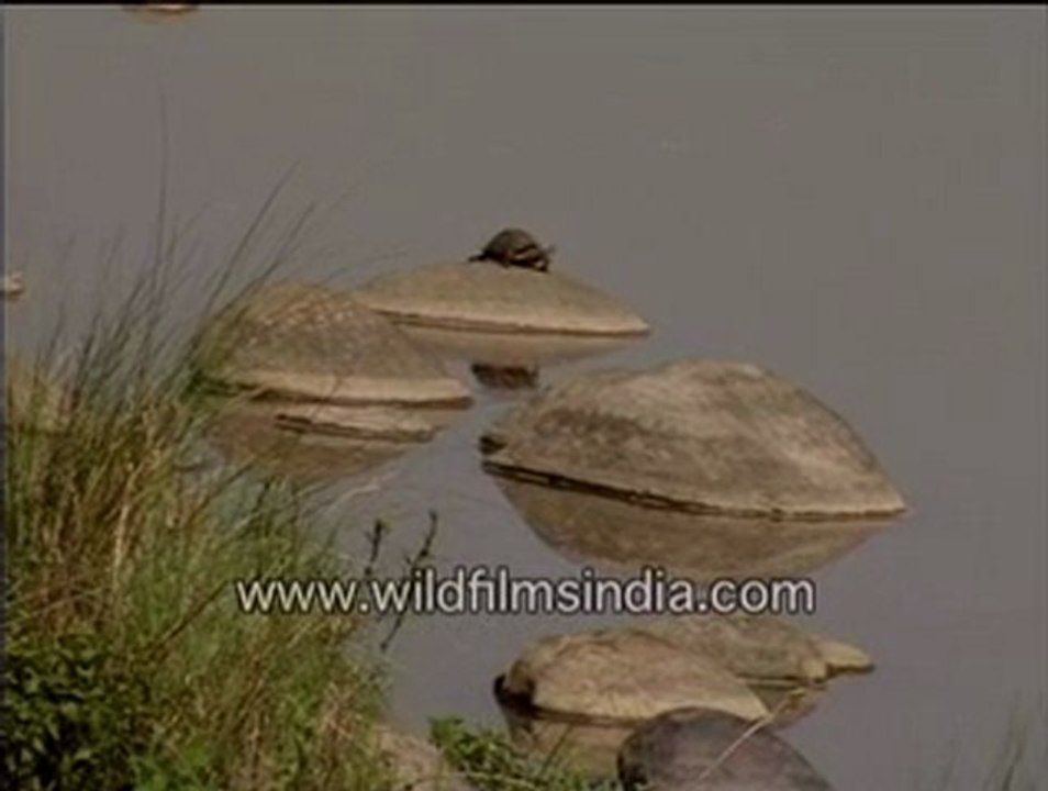 Turtle in Bharatpur