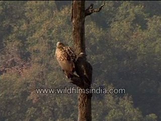 Vultures On The Tree