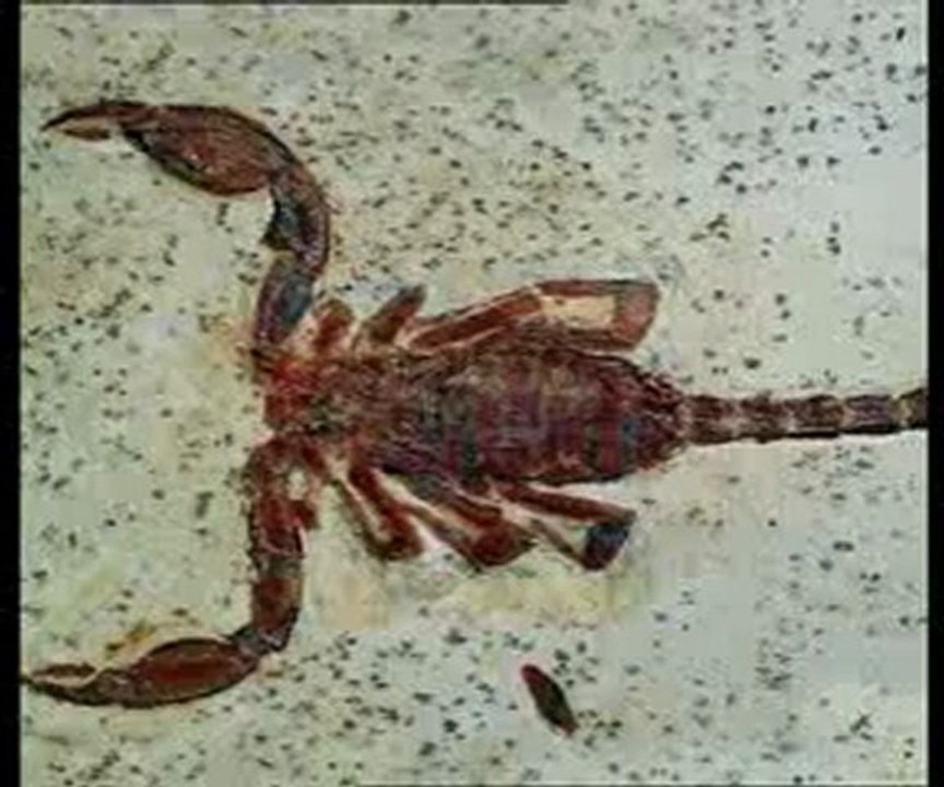 Yaşayan fosiller: Kertenkele