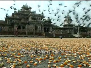 Pigeon Eating the Scattered Grain