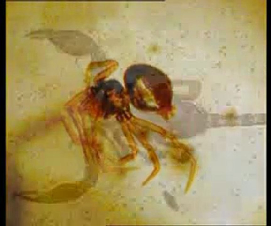 Yaşayan fosiller: Karides