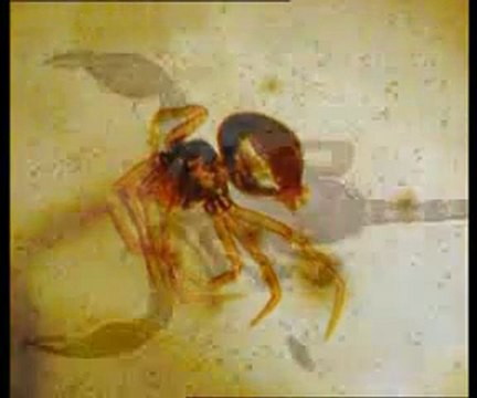 Yaşayan fosiller: Karides