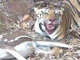 Tiger eating Chital deer