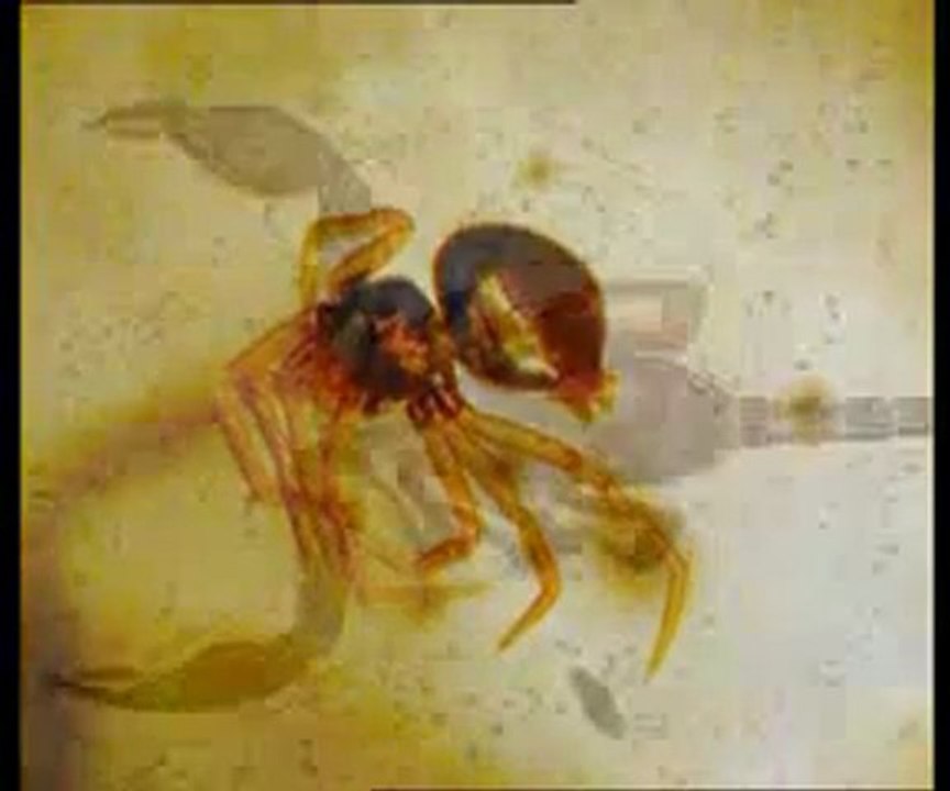 Yaşayan fosiller: Ringa balığı