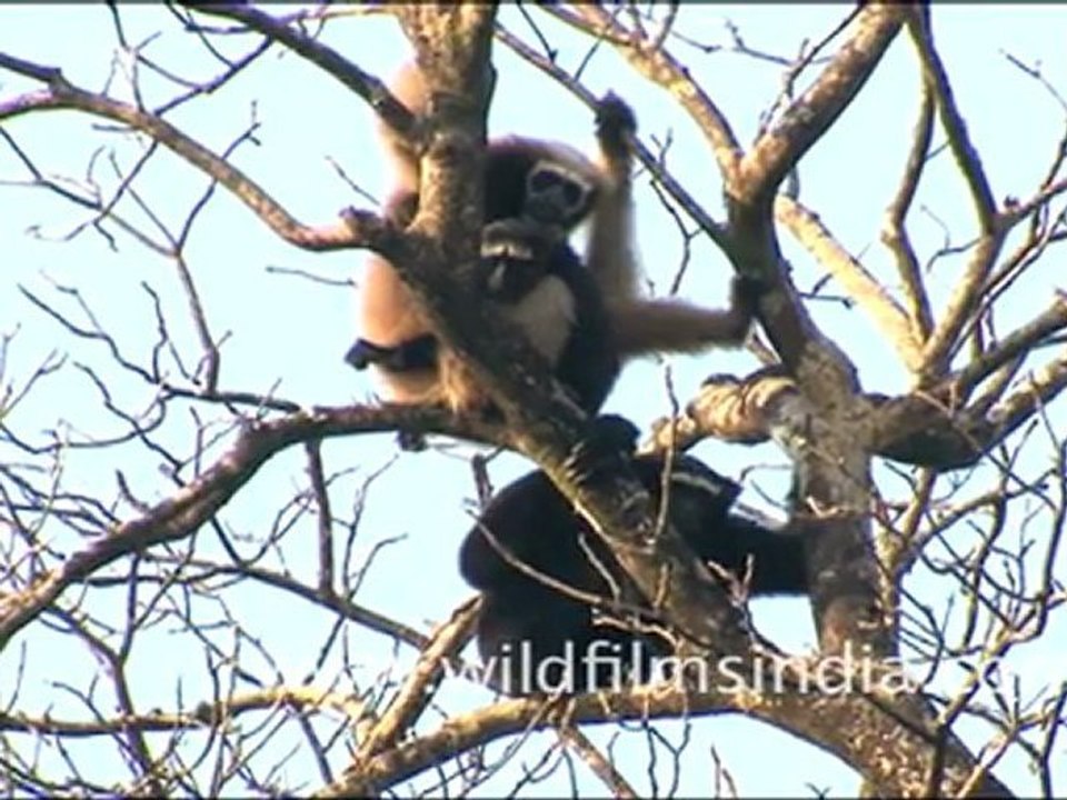 Hoolock Gibbon in Lower dibang valley