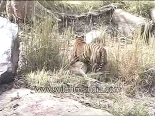Tiger carrying a heavy deer!