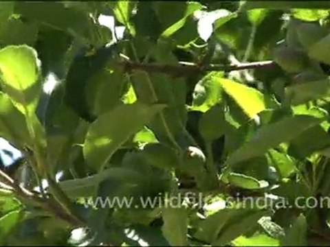 Apple Trees in Harsil