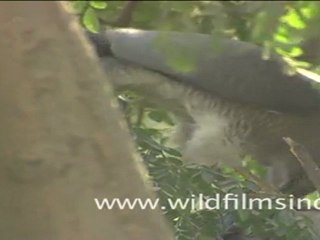 Shikra eating a pigeon