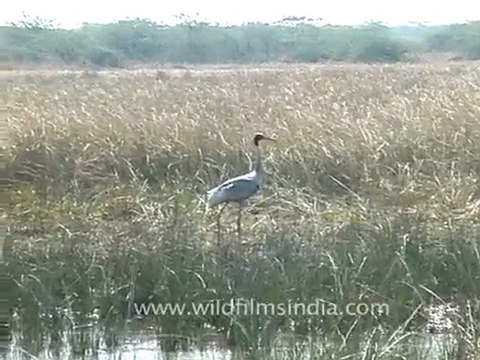 Sarus Crane, Gujarat