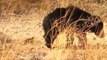 Sloth bear roams through Ranthambore