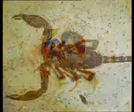 Yaşayan fosiller: Trilobit