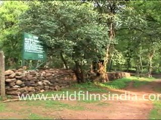 Jhinna Eco tourist camp, Madhya Pradesh