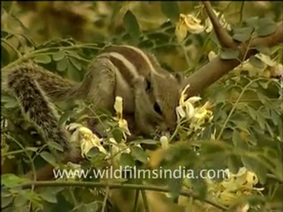 Squirrel Eating a Flowers Leaves