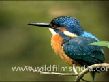 Common Kingfisher and other birds of Sariska national park