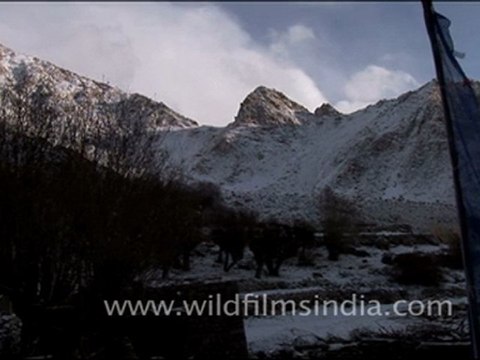 Mountains covered with snow, Ladakh