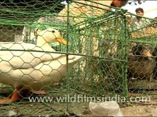 Birds in Sonpur Mela