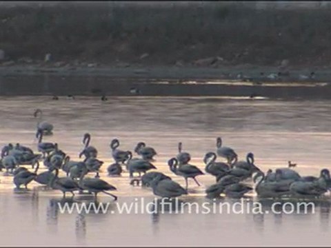 Flamingos in Sambhar Lake