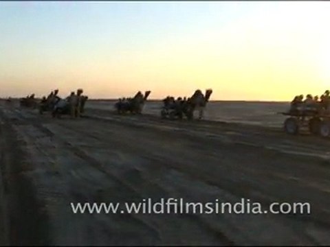 Camels in Rann Utsav