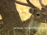 Spotted Deer in sariska wildlife sanctuary