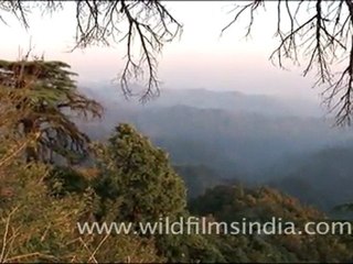 View from Jabbarkhet haunted house, through the deodars!
