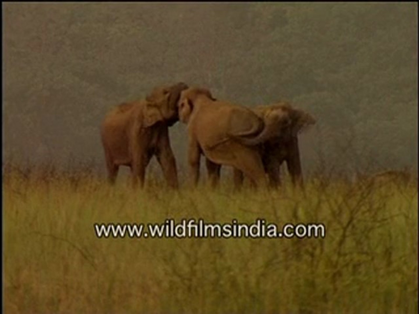 ⁣Elephants enjoying in the evening