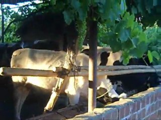 alabas arasından bir ev