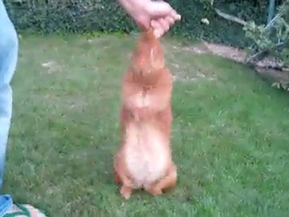 Lapin dubstep