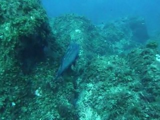 Le Mérou qui a peur d'une Mostelle