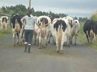 v17- Meuh on a l'temps !