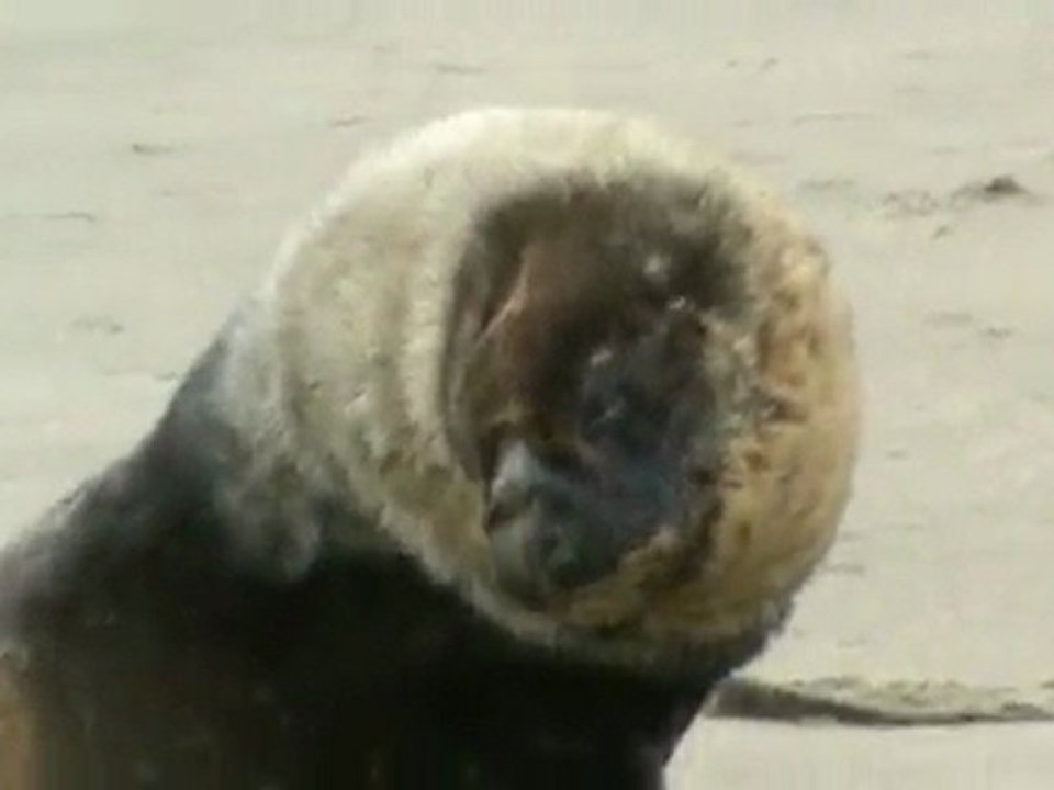 23) animaux marins