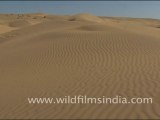 Sand dunes, Rajasthan