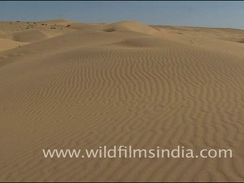 Sand dunes, Rajasthan