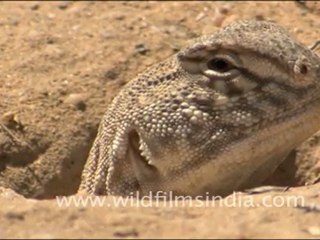 Indian Spiny-tailed lizard in Desert National Park