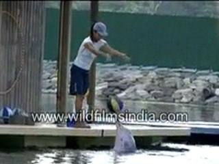 Dolphins playing with a ball