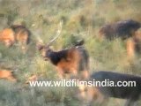 deer 7-MPEG-4 800Kbps