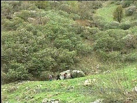 #A trek to Dodital : one of the most beautiful Himalayan high altitude lakes (600)