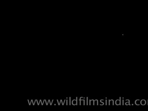 Thunder and lightning from Landour