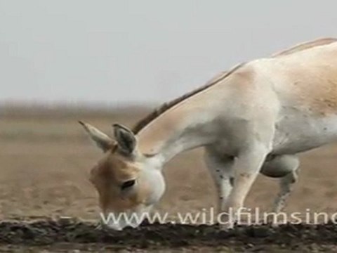 Wild Ass in Little Runn of Kutch