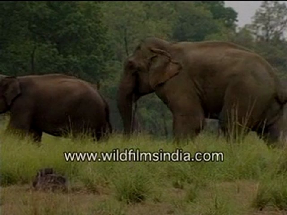 Elephants out on a stroll